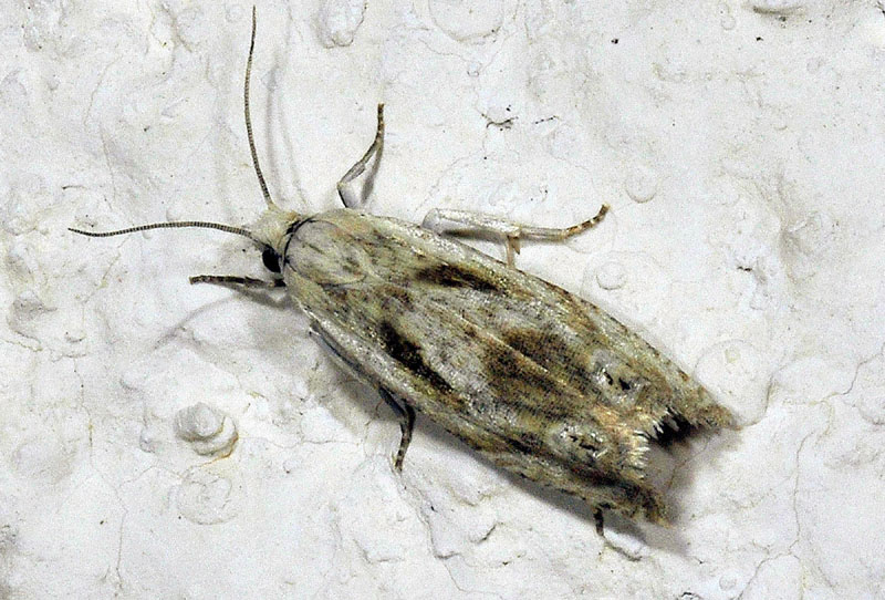 12 Tortricidae - Eucosma metzneriana